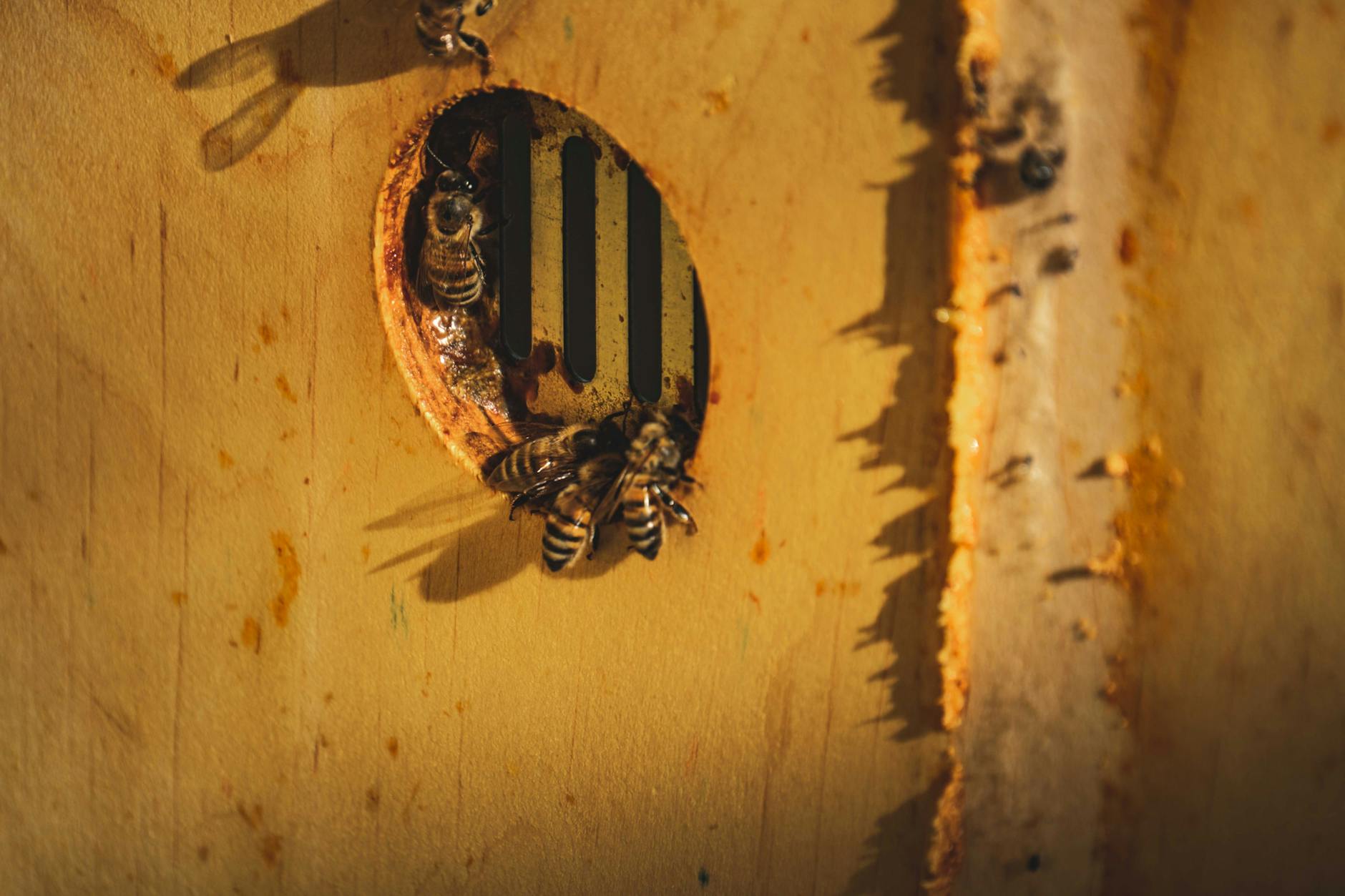 bees near hole on wall