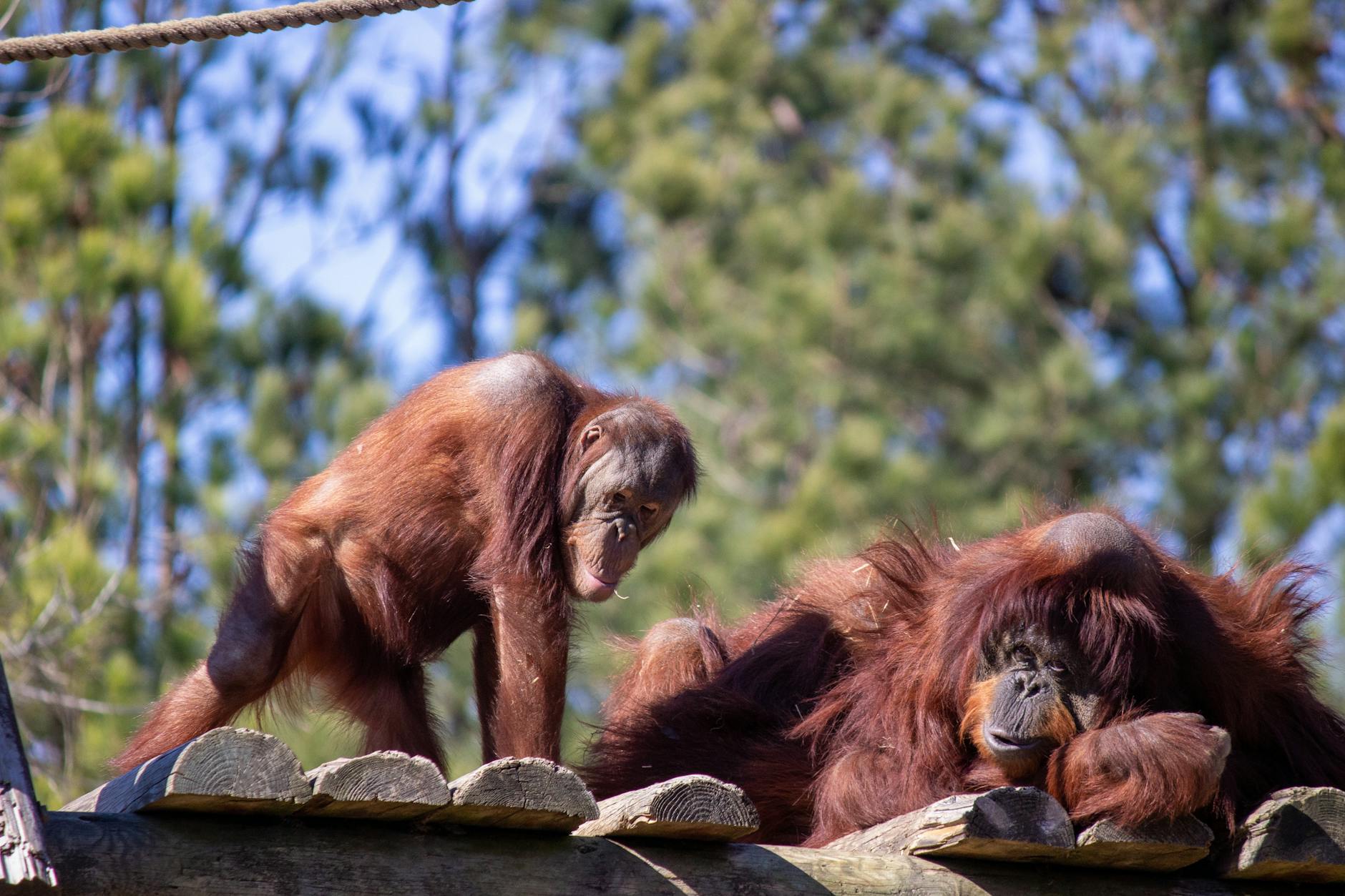 orangutans in the forest