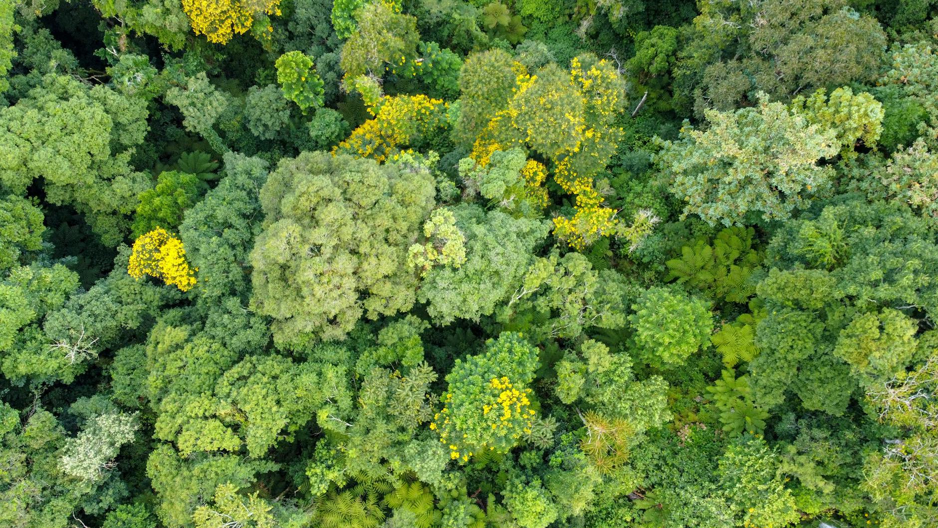 rooftop of the forest
